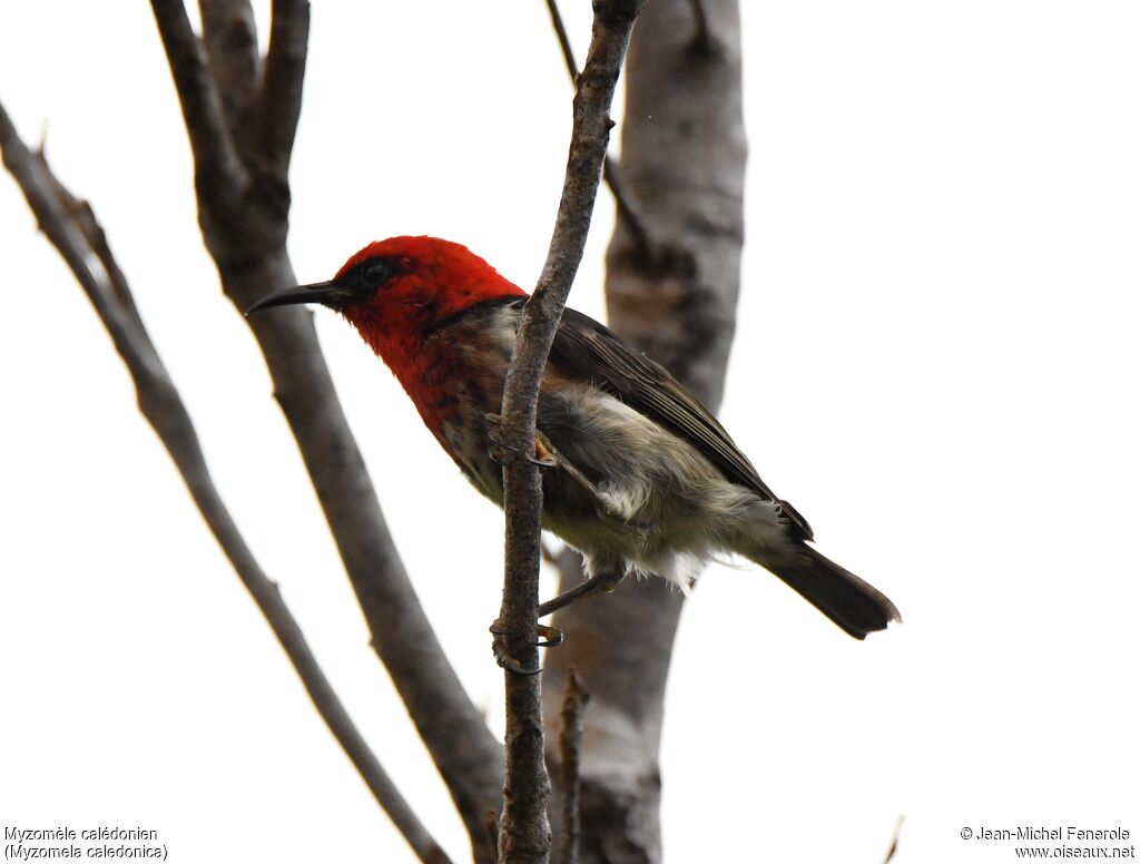 New Caledonian Myzomela male