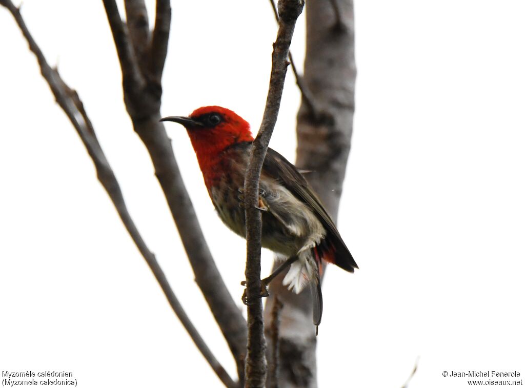 New Caledonian Myzomela male