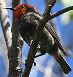 Myzomèle cardinal