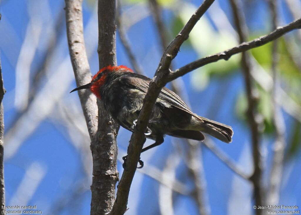 Myzomèle cardinal