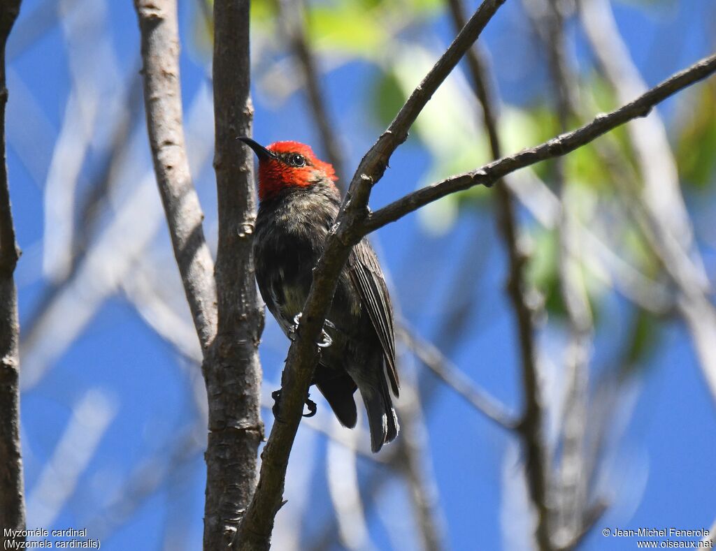 Myzomèle cardinal