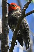 Myzomèle cardinal