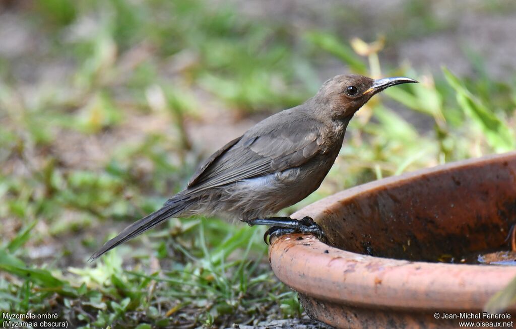 Dusky Myzomela