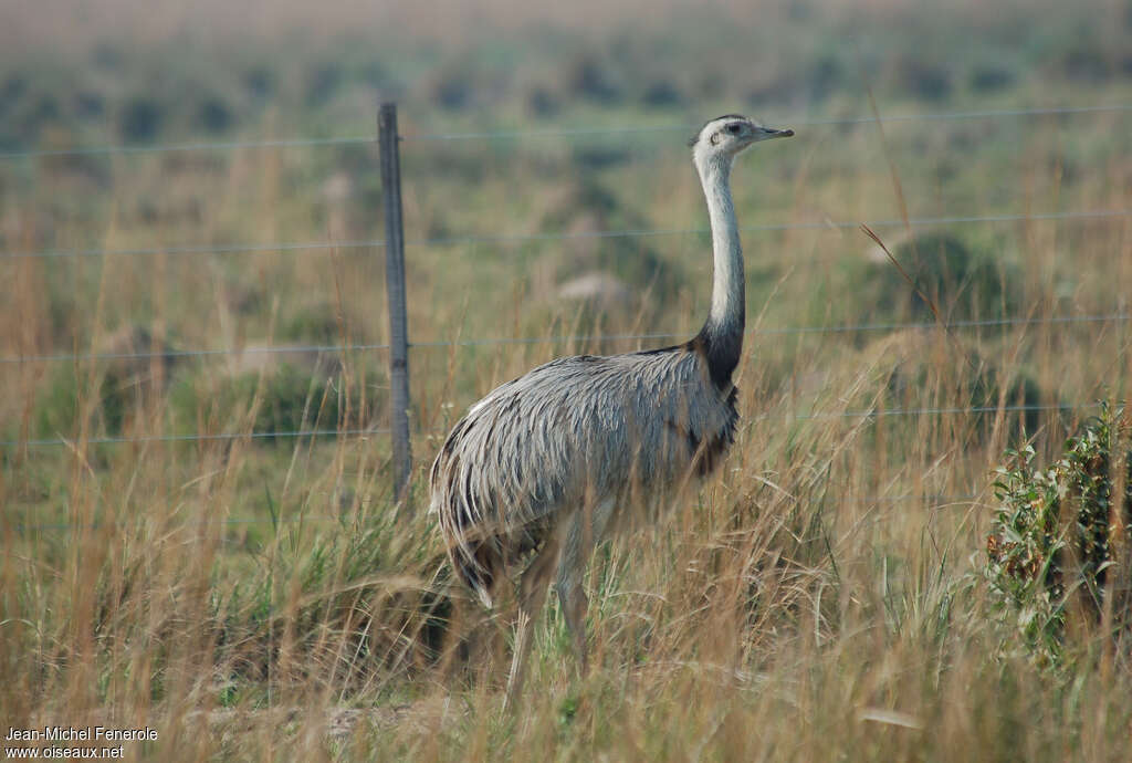 Greater Rheaadult, habitat, pigmentation