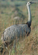 Greater Rhea