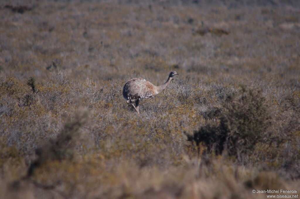 Lesser Rhea