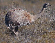 Lesser Rhea