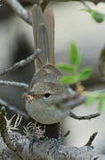 Subdesert Brush Warbler