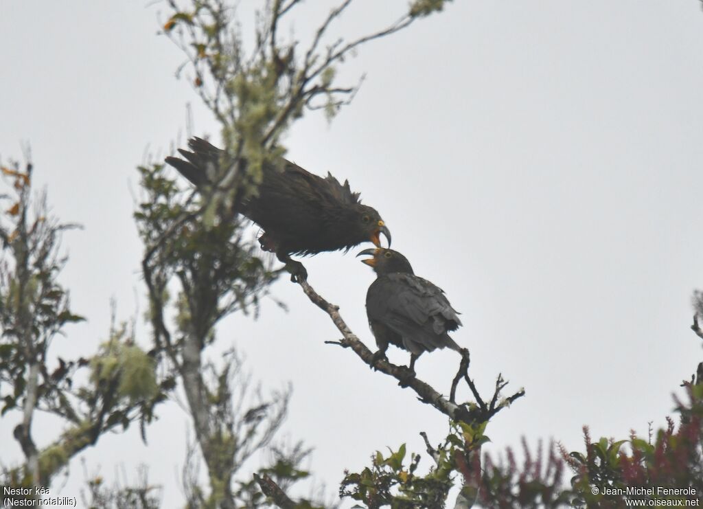 Kea