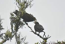 Kea