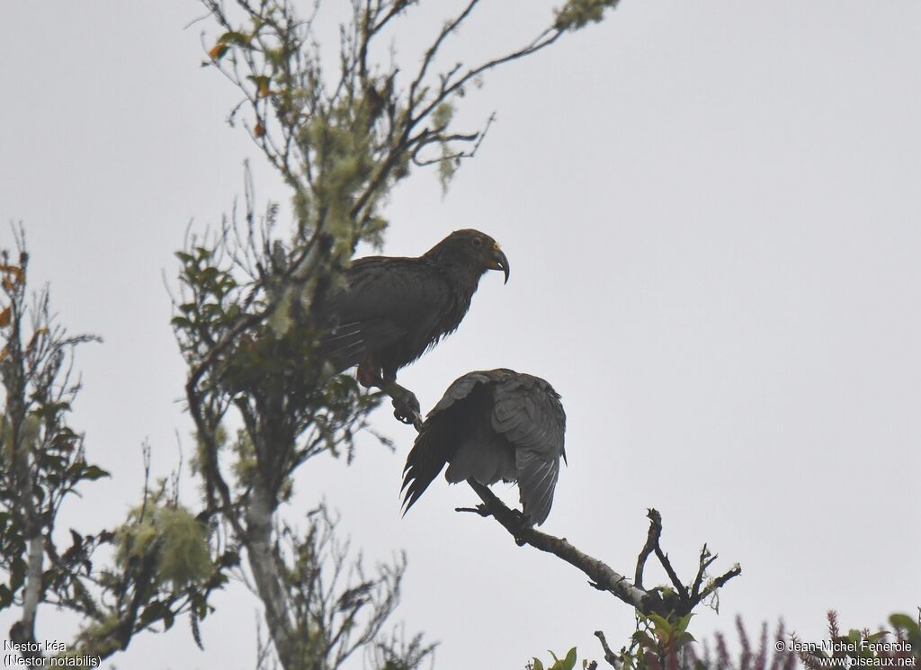 Kea