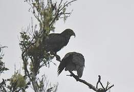 Kea