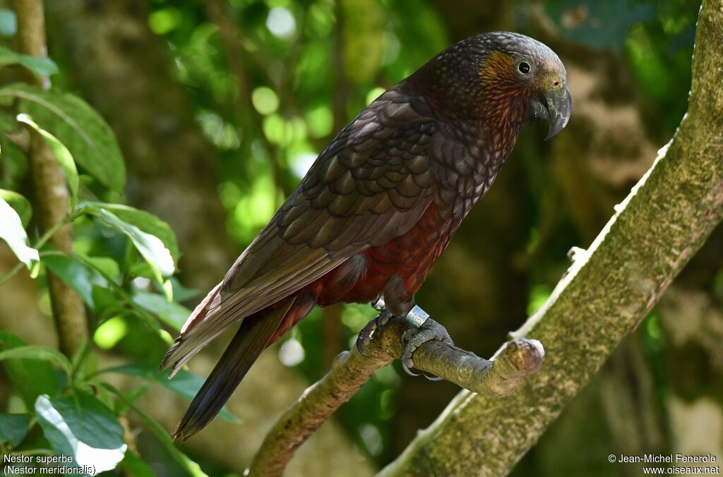 New Zealand Kaka