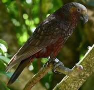 New Zealand Kaka