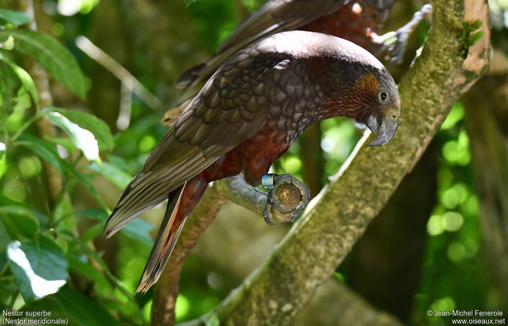 New Zealand Kaka