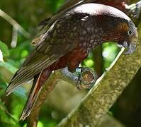 New Zealand Kaka