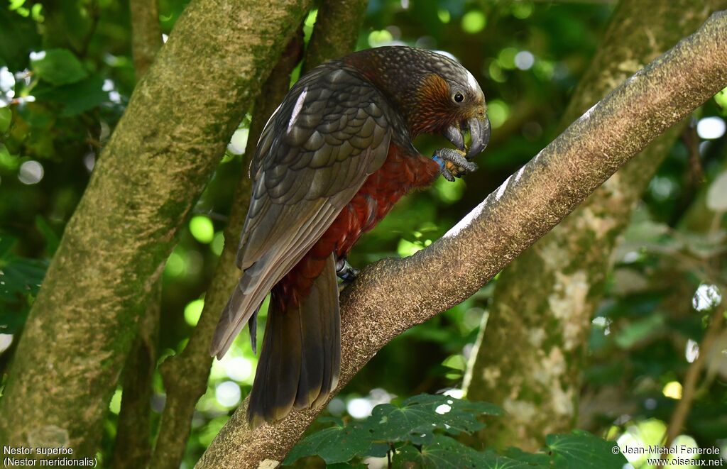 New Zealand Kaka