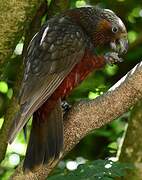 New Zealand Kaka