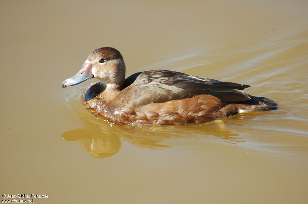 Rosy-billed Pochard female adult