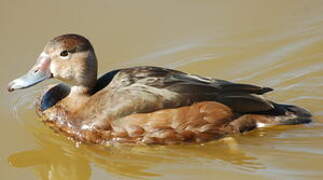 Rosy-billed Pochard