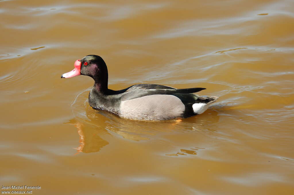 Rosy-billed Pochard male adult, swimming