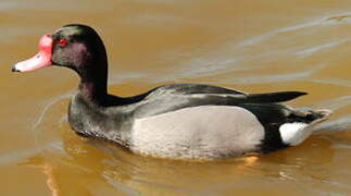 Rosy-billed Pochard