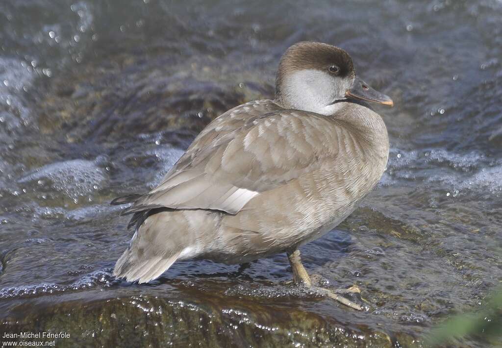 Nette rousse femelle adulte, identification