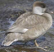 Red-crested Pochard