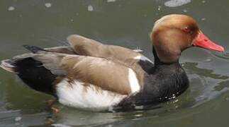 Red-crested Pochard