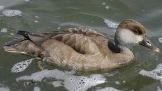 Red-crested Pochard