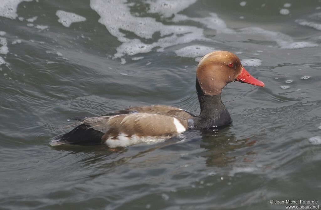 Nette rousse mâle adulte