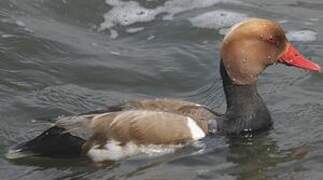 Red-crested Pochard