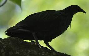 Nicobar Pigeon