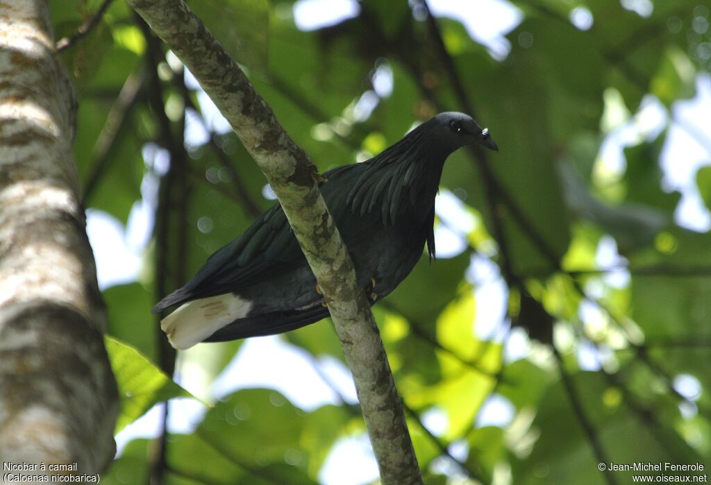 Nicobar Pigeon