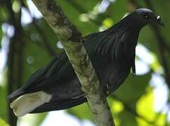 Nicobar Pigeon