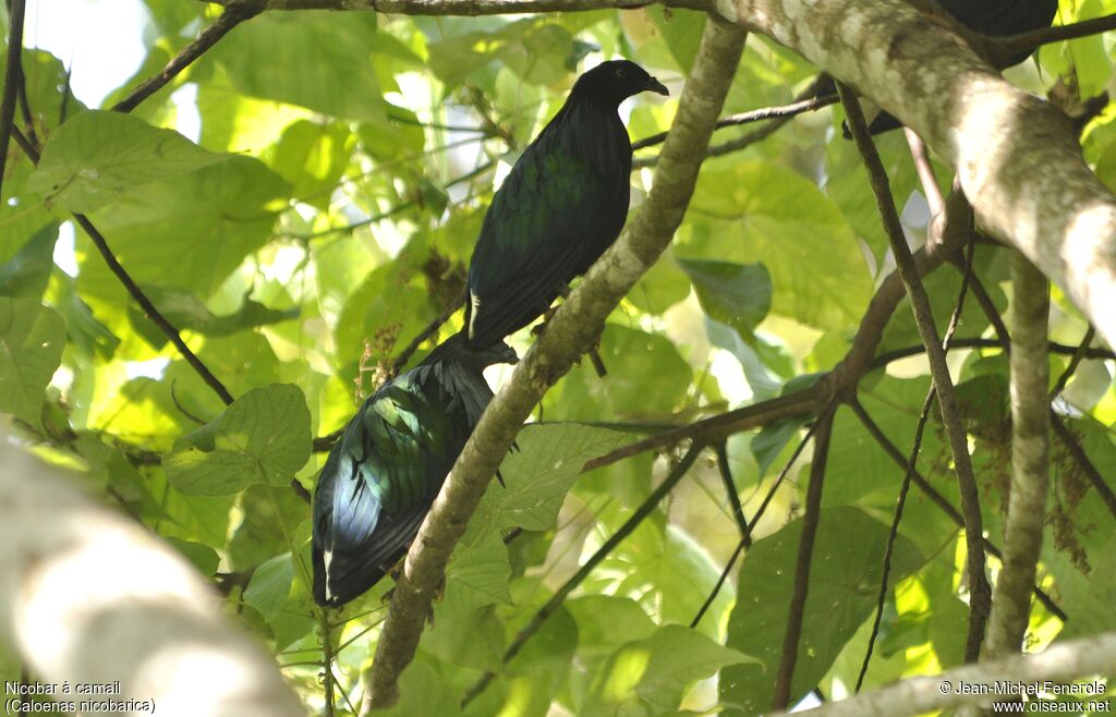 Nicobar Pigeon