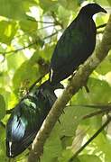 Nicobar Pigeon