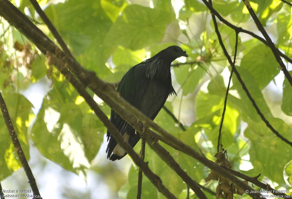 Nicobar Pigeon