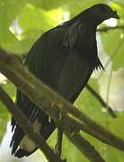 Nicobar Pigeon