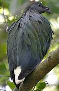 Nicobar Pigeon