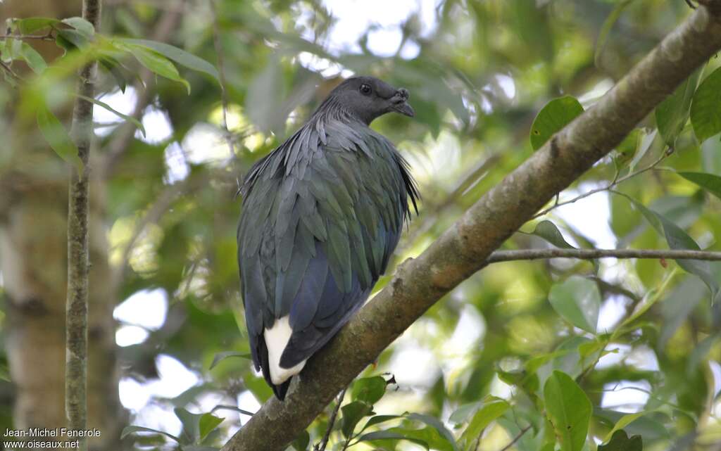 Nicobar Pigeon