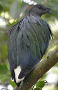 Nicobar Pigeon