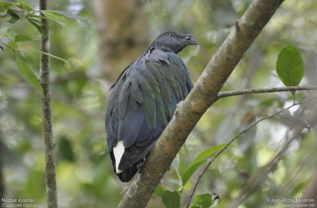 Nicobar Pigeon