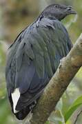 Nicobar Pigeon