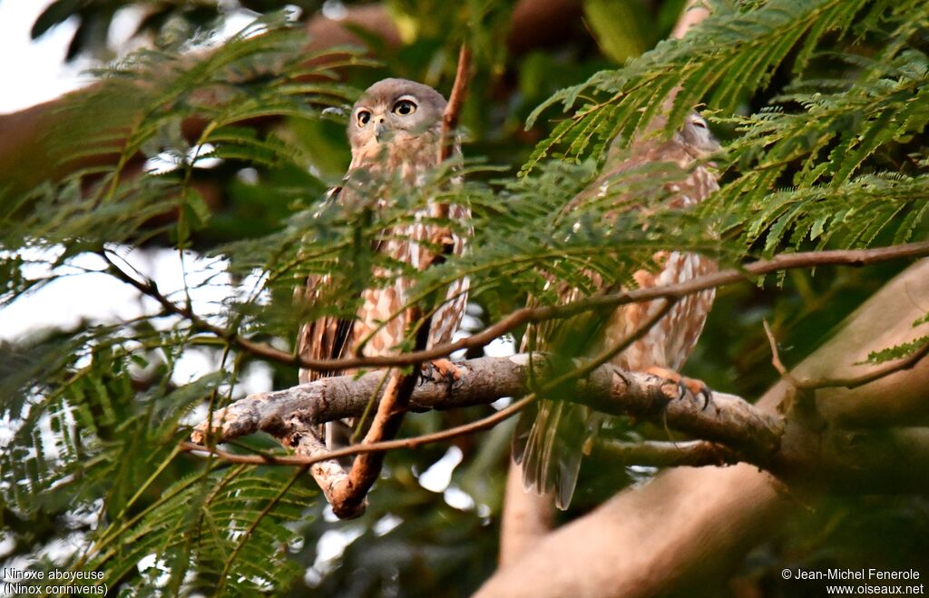 Barking Owl