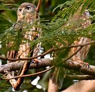 Barking Owl