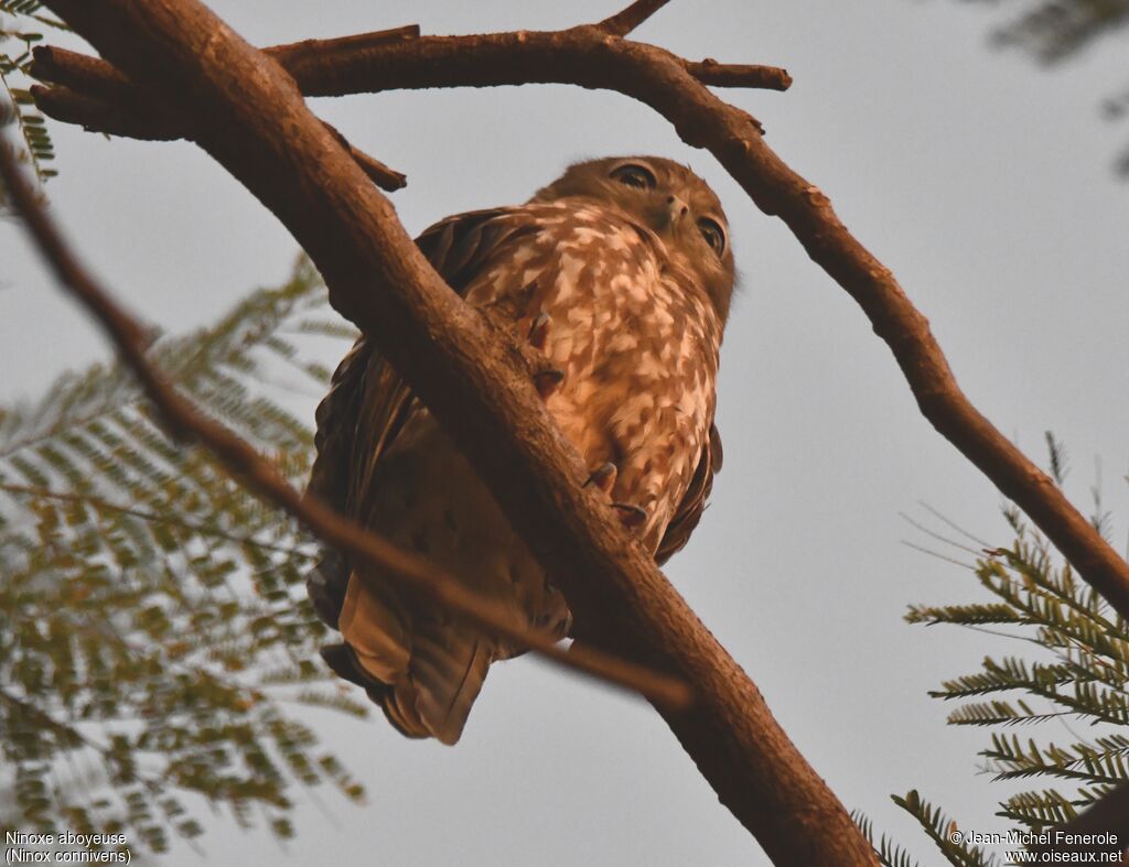 Barking Owl