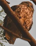 Barking Owl