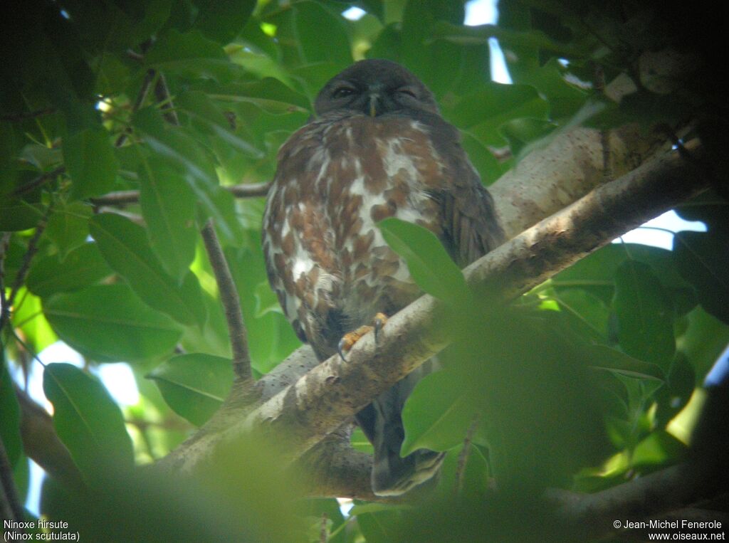 Brown Hawk-Owl