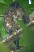 Brown Hawk-Owl